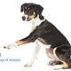 Image for article titled Amazon's Error Dogs, Ranked